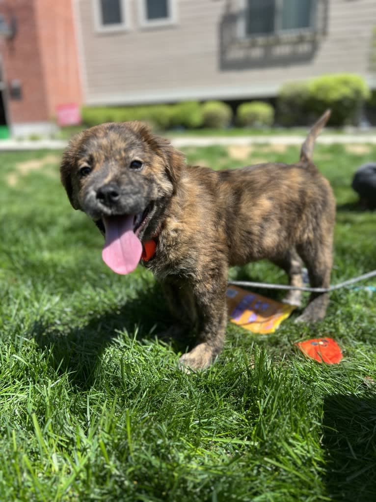 Rudder, a Labrador Retriever and Chow Chow mix tested with EmbarkVet.com