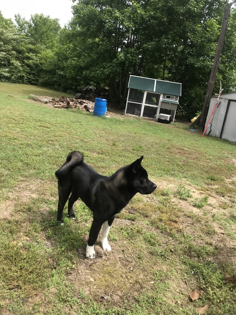 Aengus, an Akita tested with EmbarkVet.com