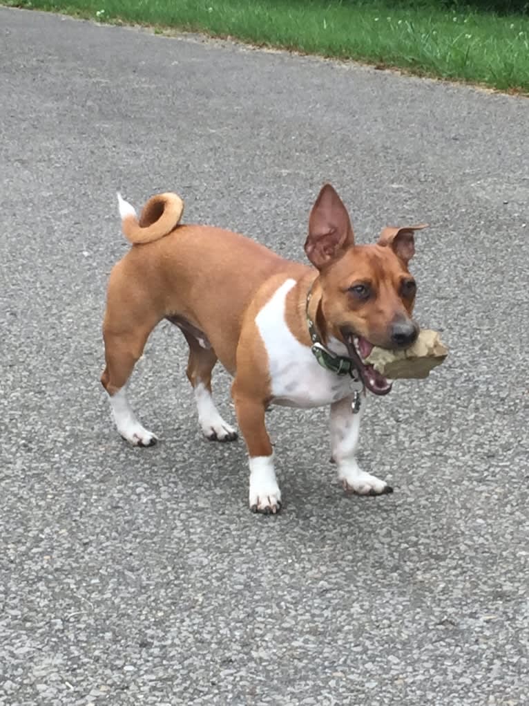 Romeo, a Taco Terrier tested with EmbarkVet.com