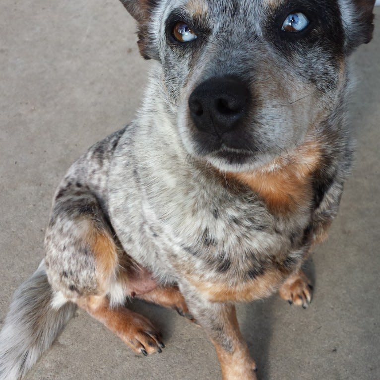 Shadoe, an Australian Cattle Dog tested with EmbarkVet.com