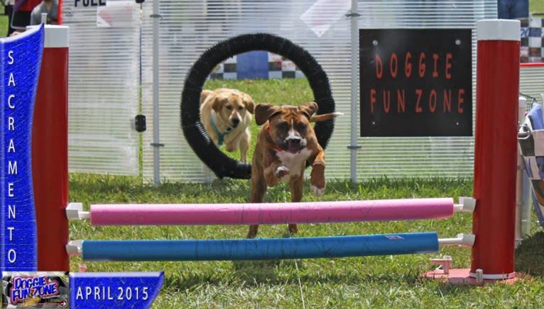 Remy Wayne, a Boxer and American Bulldog mix tested with EmbarkVet.com