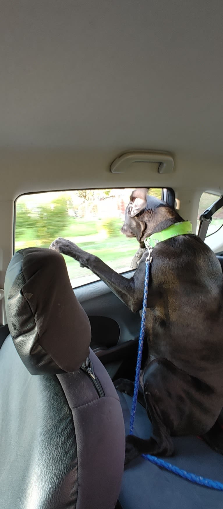 Ottis, a Perro de Presa Canario and English Springer Spaniel mix tested with EmbarkVet.com