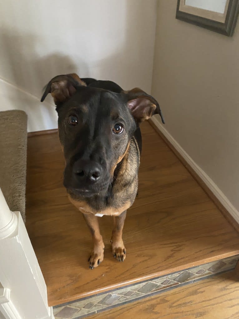 Trooper, an Australian Cattle Dog and English Springer Spaniel mix tested with EmbarkVet.com