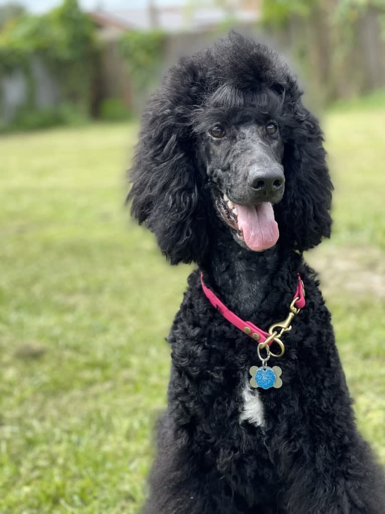 Soki, a Poodle (Standard) tested with EmbarkVet.com