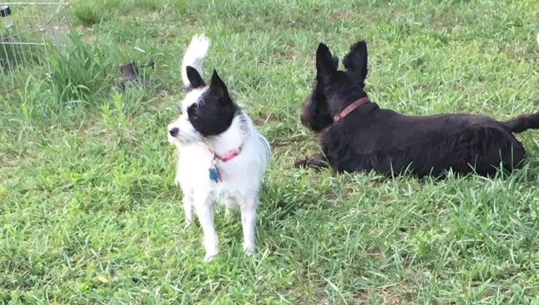 Lilbit, a Chihuahua and Poodle (Small) mix tested with EmbarkVet.com