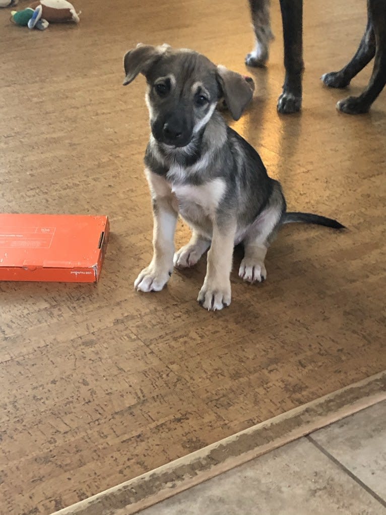 Mittsie Winkelman, a Siberian Husky and German Shepherd Dog mix tested with EmbarkVet.com