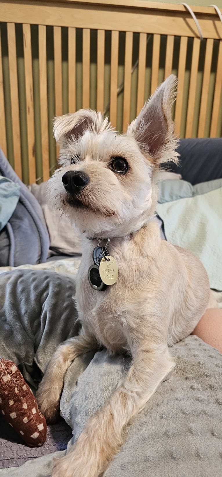 Tater Tot, a Maltese and Miniature Pinscher mix tested with EmbarkVet.com