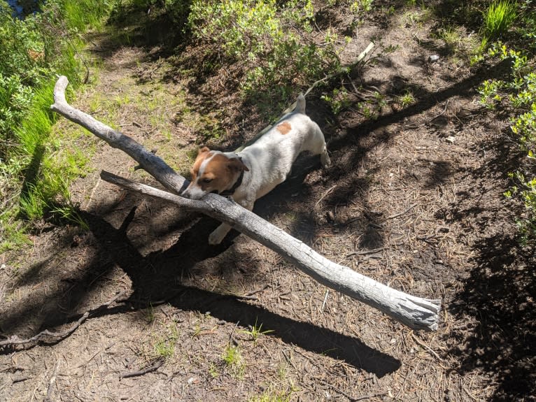 Tazil, a Russell-type Terrier tested with EmbarkVet.com