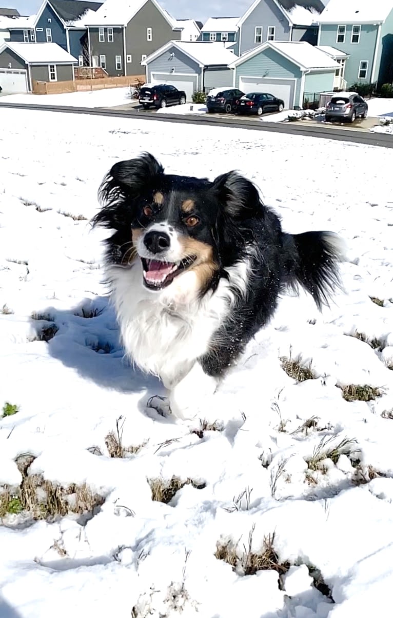 Scarlett, a Brittany and Australian Shepherd mix tested with EmbarkVet.com