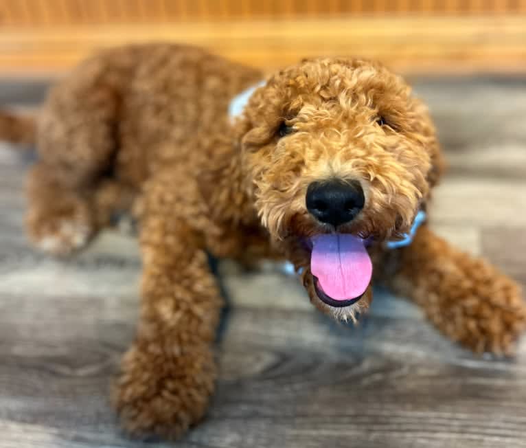 Mac Daddy, a Poodle tested with EmbarkVet.com