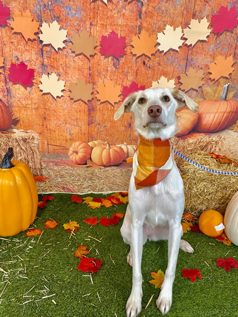 Stevie, an Australian Shepherd and Beagle mix tested with EmbarkVet.com