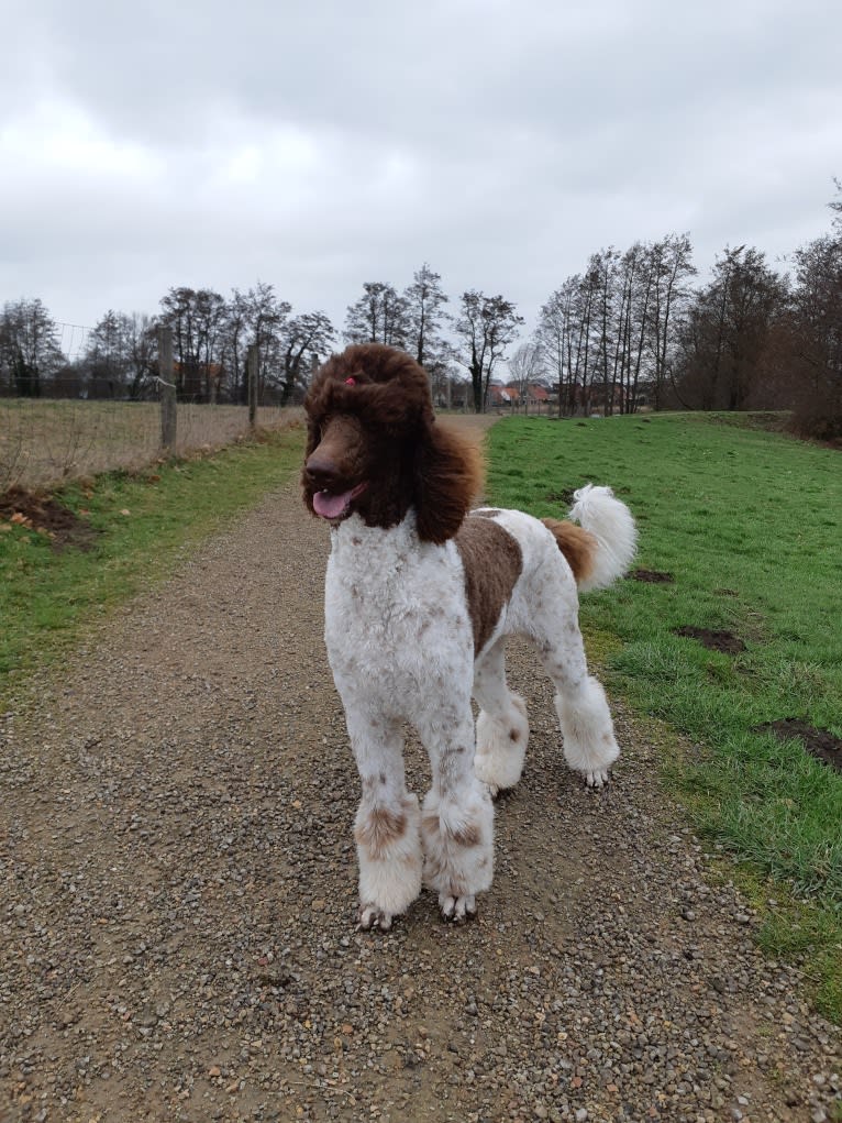 Kahlua, a Poodle (Standard) tested with EmbarkVet.com