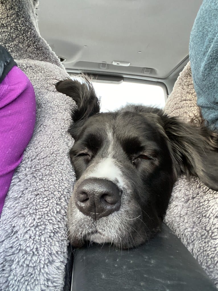 Izzy, a Saint Bernard and Labrador Retriever mix tested with EmbarkVet.com