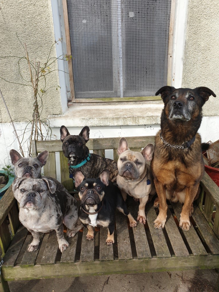 Alfie, a Belgian Malinois and Rottweiler mix tested with EmbarkVet.com