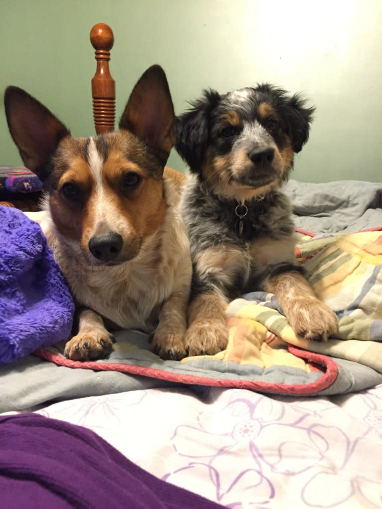 Banjo, an Australian Cattle Dog and Cocker Spaniel mix tested with EmbarkVet.com