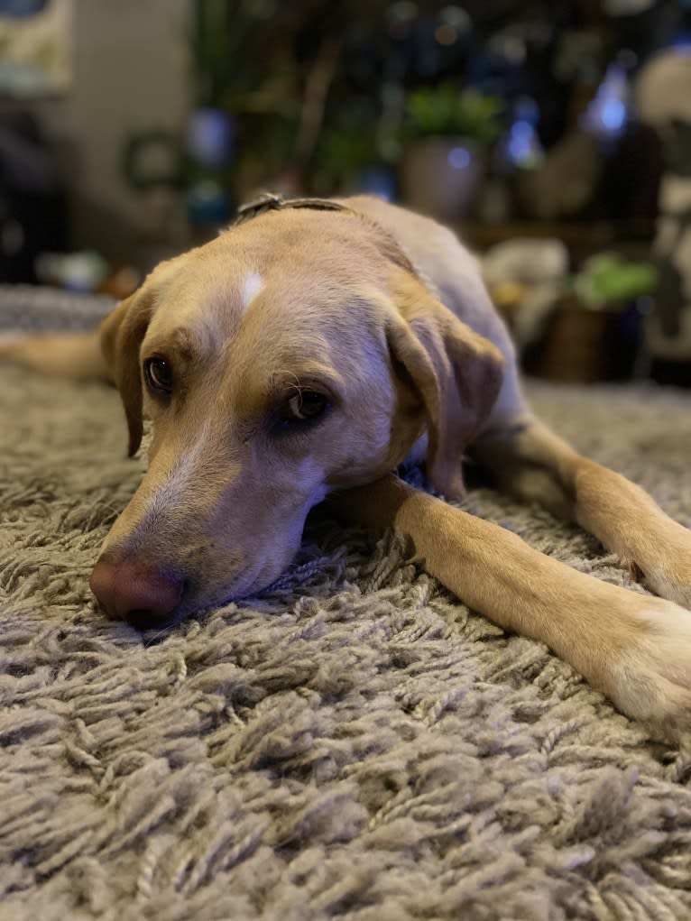 Willow, a Labrador Retriever and Treeing Walker Coonhound mix tested with EmbarkVet.com