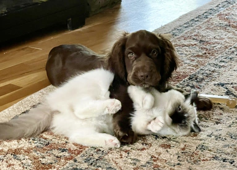 Gin, a Sussex Spaniel tested with EmbarkVet.com