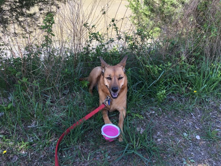 Scotchie, a Siberian Husky and German Shepherd Dog mix tested with EmbarkVet.com