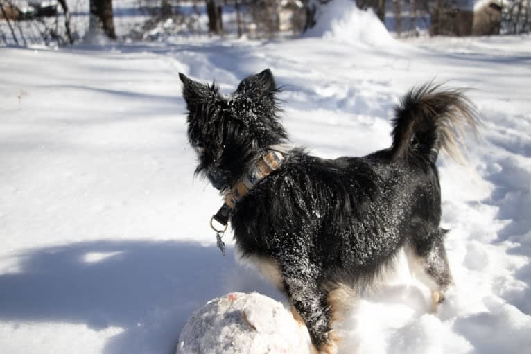 Cooper, an English Shepherd and Pomeranian mix tested with EmbarkVet.com