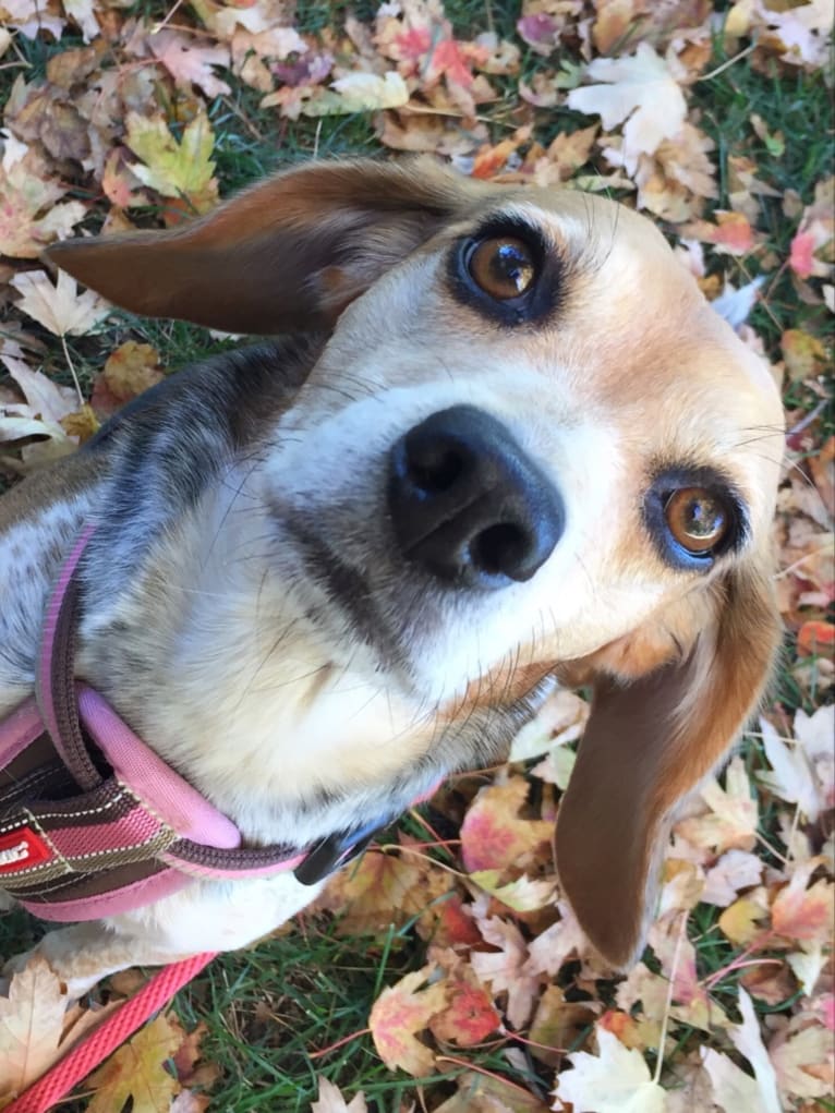 Sadie, a Beagle tested with EmbarkVet.com