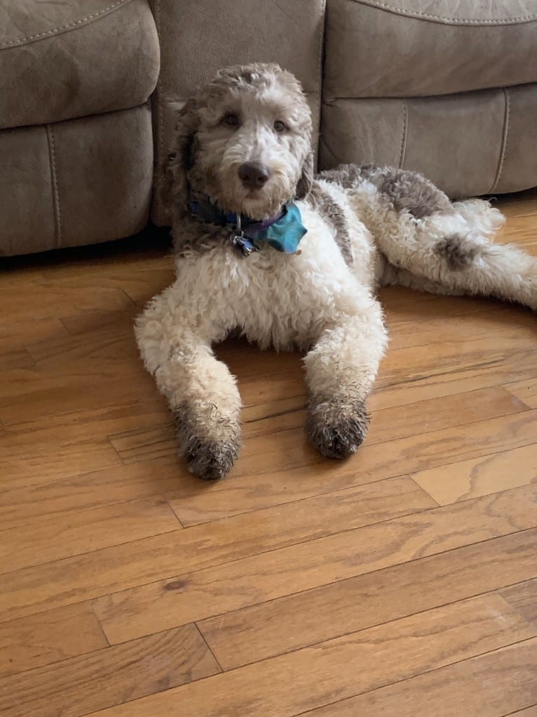 Oakley, a Goldendoodle tested with EmbarkVet.com