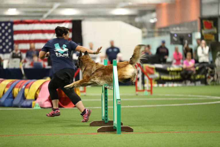 Rush, a Belgian Shepherd tested with EmbarkVet.com