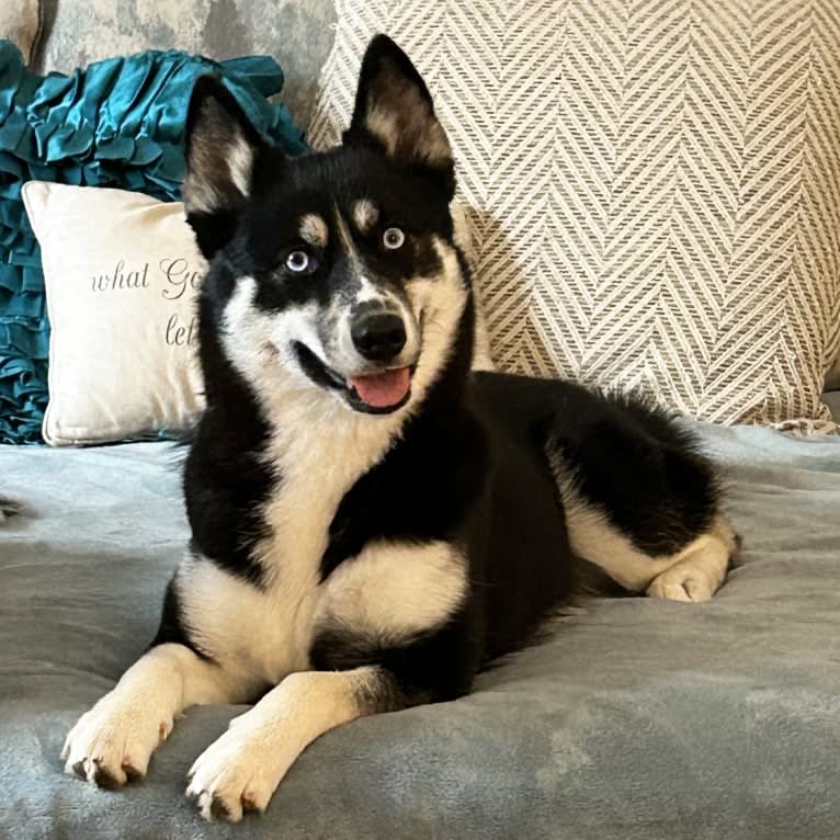 LUNA, a Pomsky tested with EmbarkVet.com