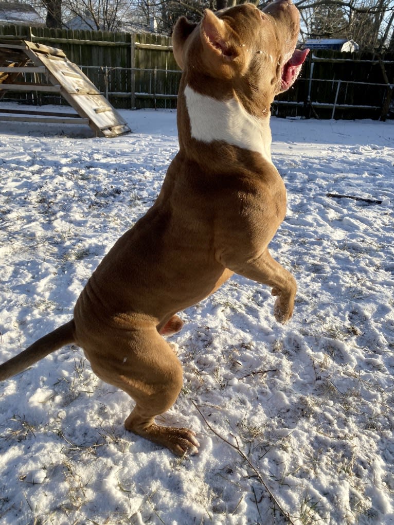 Lucci, an American Bully tested with EmbarkVet.com