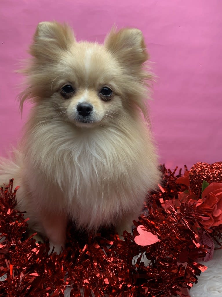 Tofu, a Pomeranian tested with EmbarkVet.com