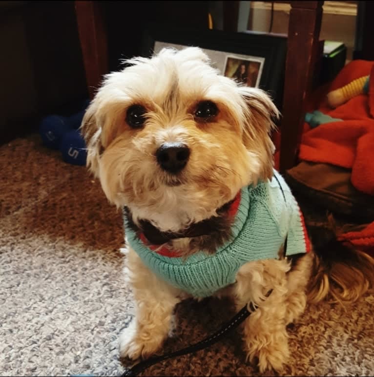 Mahrli, a Bichon Frise and Yorkshire Terrier mix tested with EmbarkVet.com