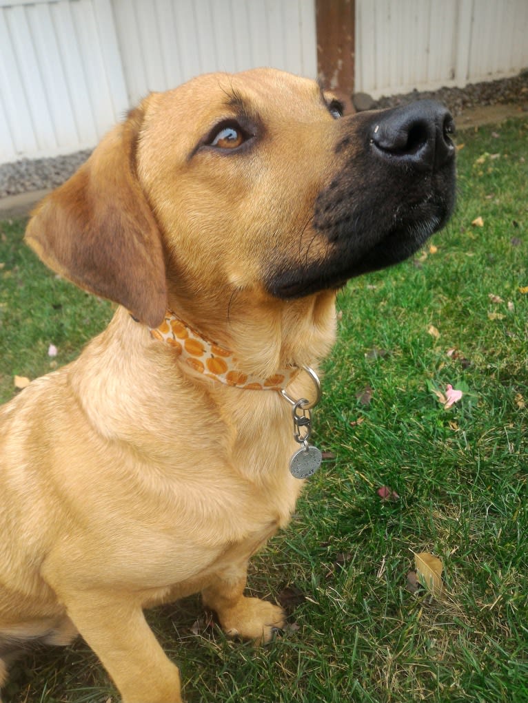 Cody, a Basset Hound and Australian Cattle Dog mix tested with EmbarkVet.com