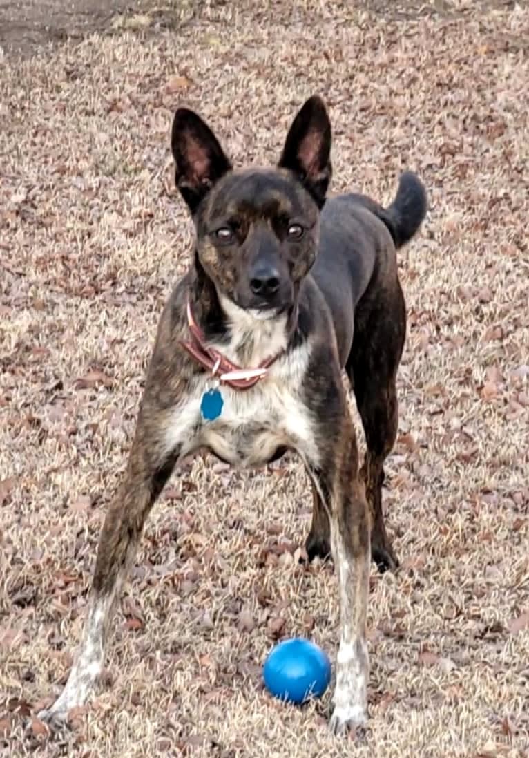 Butler, an Australian Cattle Dog and American Pit Bull Terrier mix tested with EmbarkVet.com