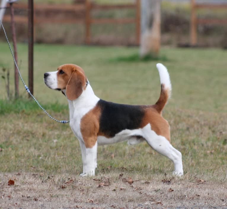 Catcher, a Beagle tested with EmbarkVet.com