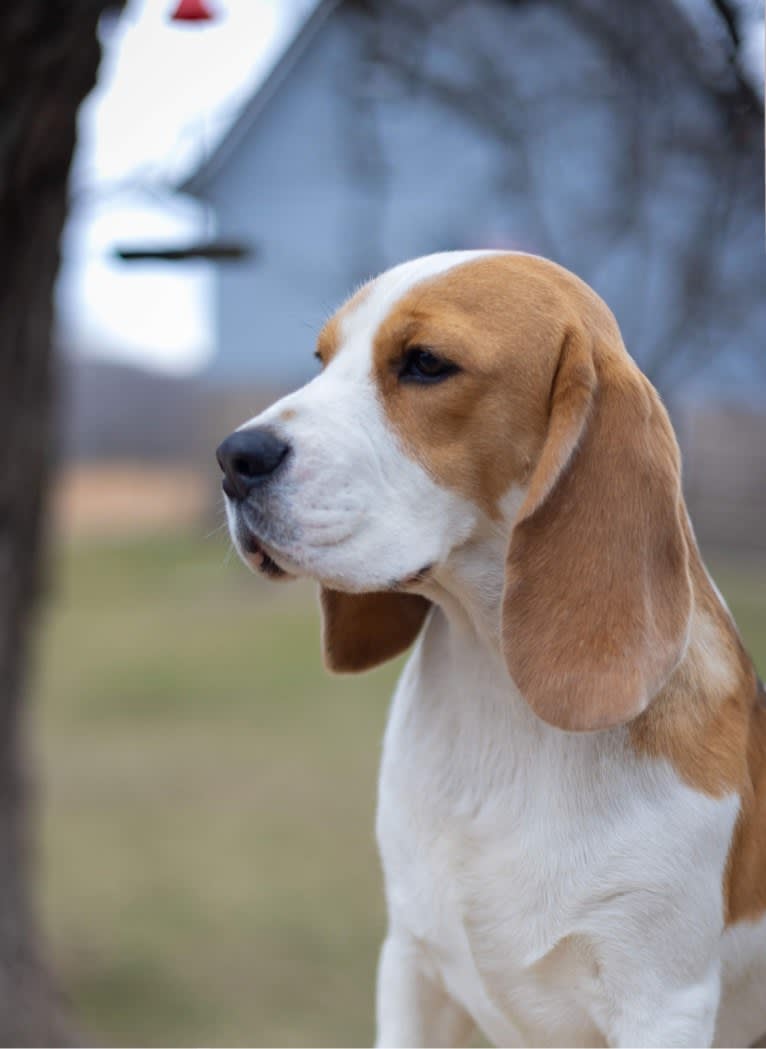 Brody, a Beagle tested with EmbarkVet.com
