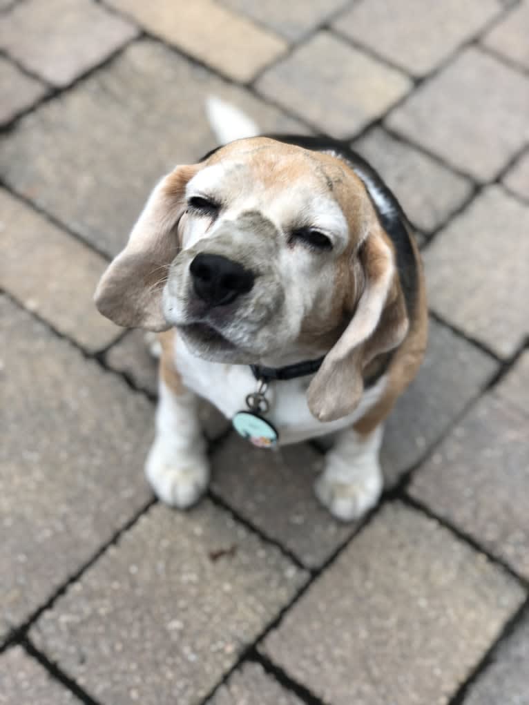 Mae, a Beagle tested with EmbarkVet.com