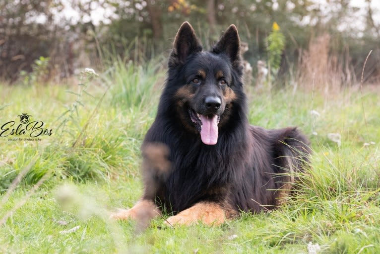 Hunter, a German Shepherd Dog and Irish Wolfhound mix tested with EmbarkVet.com