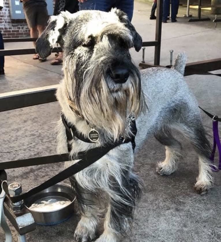 Watson, a Standard Schnauzer tested with EmbarkVet.com