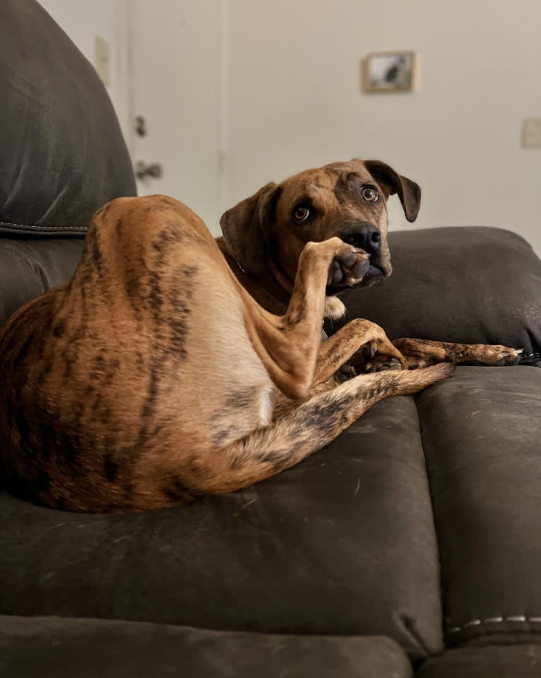 Lyza, a Catahoula Leopard Dog and American Pit Bull Terrier mix tested with EmbarkVet.com