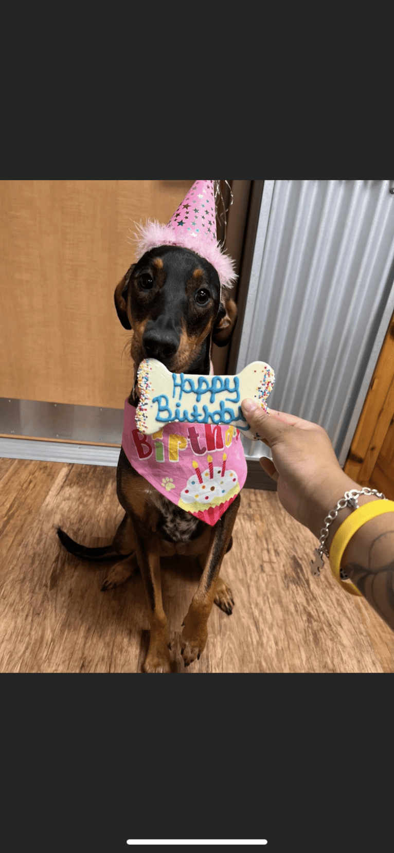 Riley, a Doberman Pinscher and Great Pyrenees mix tested with EmbarkVet.com