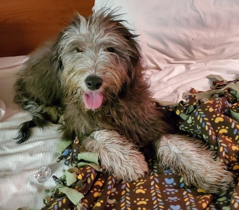 Elsa, a Bergamasco Sheepdog tested with EmbarkVet.com