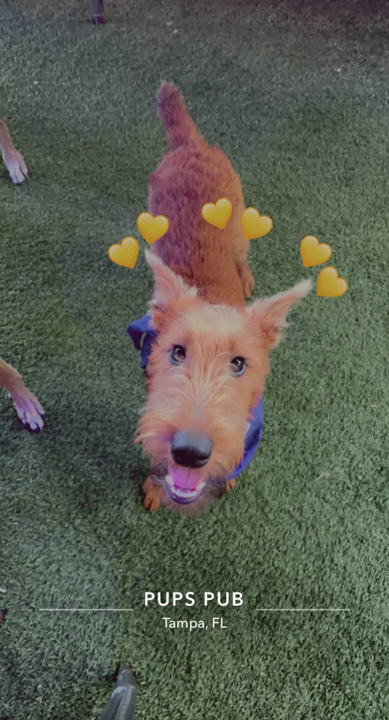 Gio, an Irish Terrier tested with EmbarkVet.com