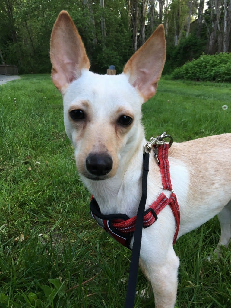 Riley, a Chihuahua and Rat Terrier mix tested with EmbarkVet.com