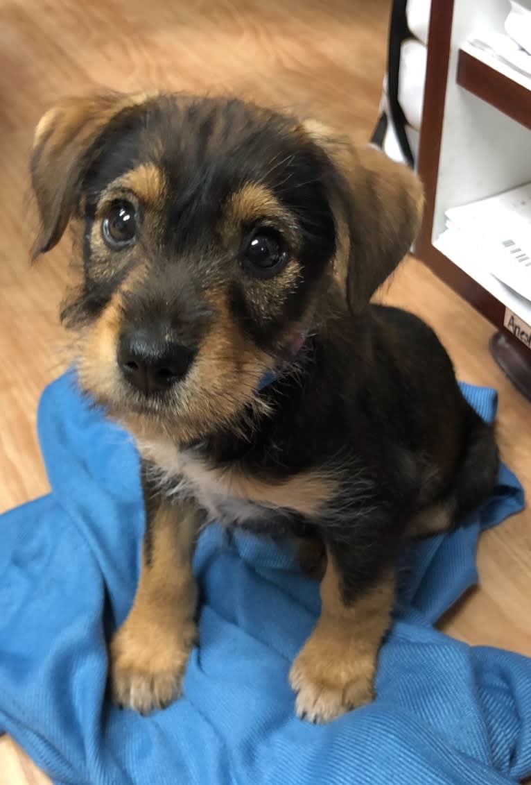 Juno, a Miniature Schnauzer and Miniature/MAS-type Australian Shepherd mix tested with EmbarkVet.com