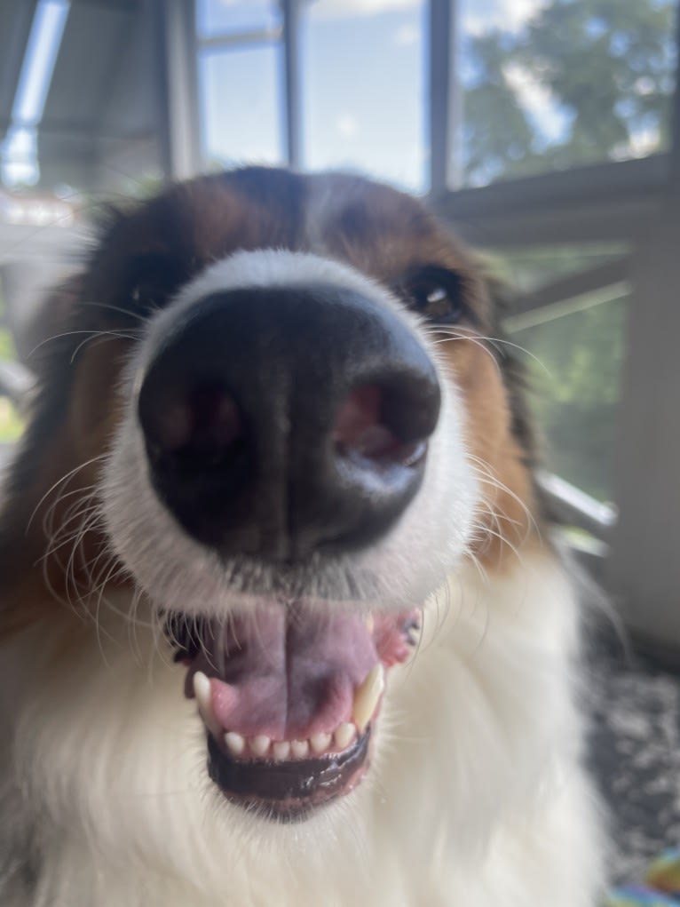 Milo, an English Shepherd tested with EmbarkVet.com