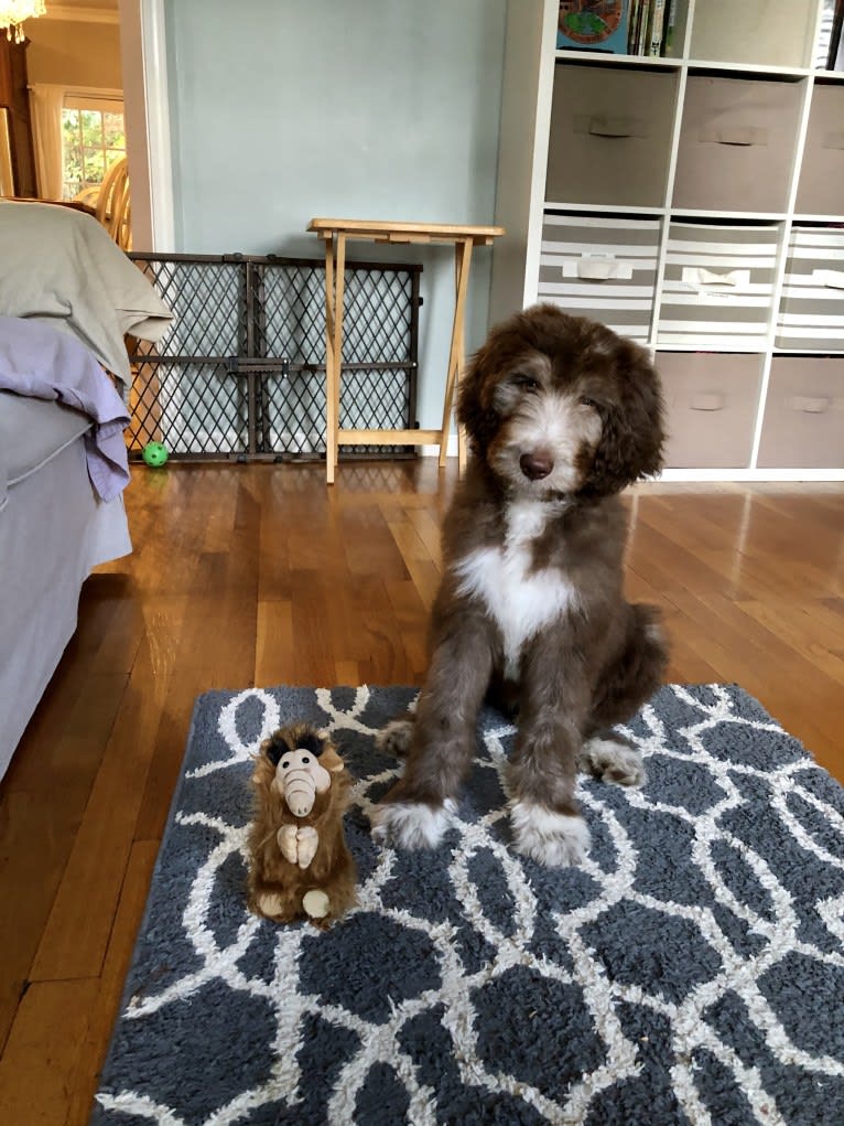 Roscoe, a Poodle (Standard) and Golden Retriever mix tested with EmbarkVet.com