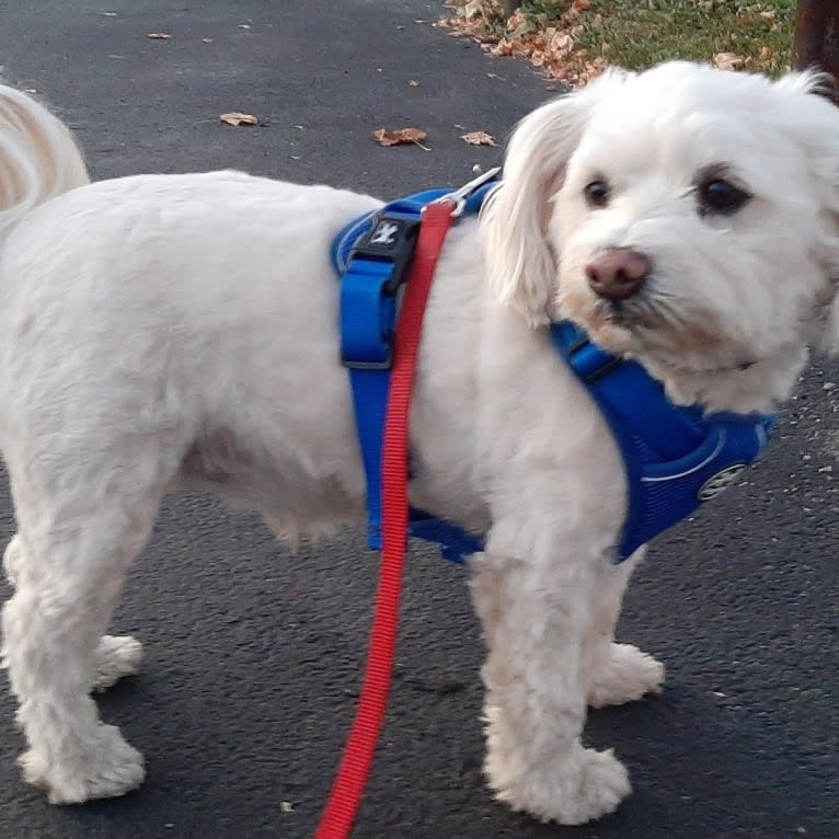 Zydeco, a Chihuahua and Miniature Schnauzer mix tested with EmbarkVet.com