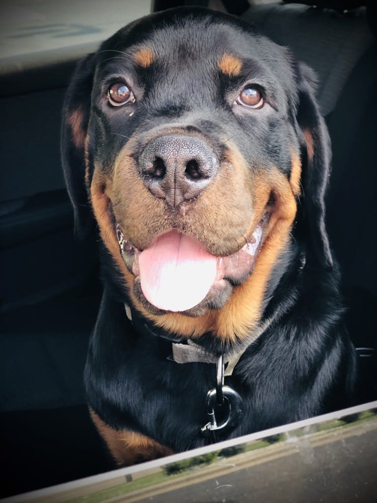 Chompy, a Rottweiler tested with EmbarkVet.com