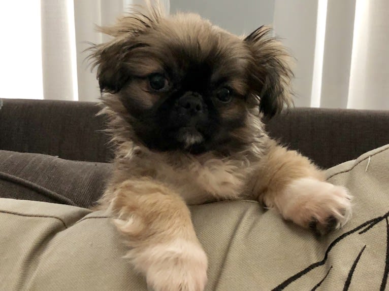 Nugget, a Pekingese and Shih Tzu mix tested with EmbarkVet.com