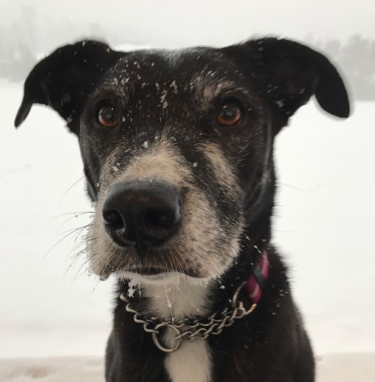 Lucy, a Staffordshire Terrier and Labrador Retriever mix tested with EmbarkVet.com