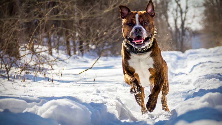 Loki, an American Pit Bull Terrier (4.7% unresolved) tested with EmbarkVet.com